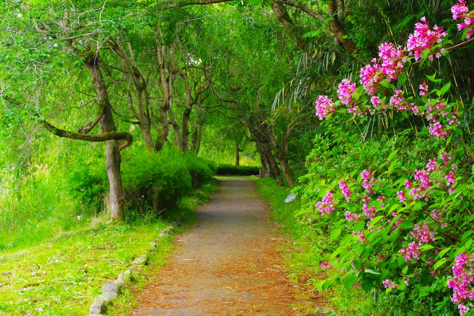 A serene path lined with lush greenery and vibrant flowers, symbolizing the healing journey and the unfolding of identity and purpose in God's love.